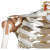 Squelette avec ligaments Premium 1
