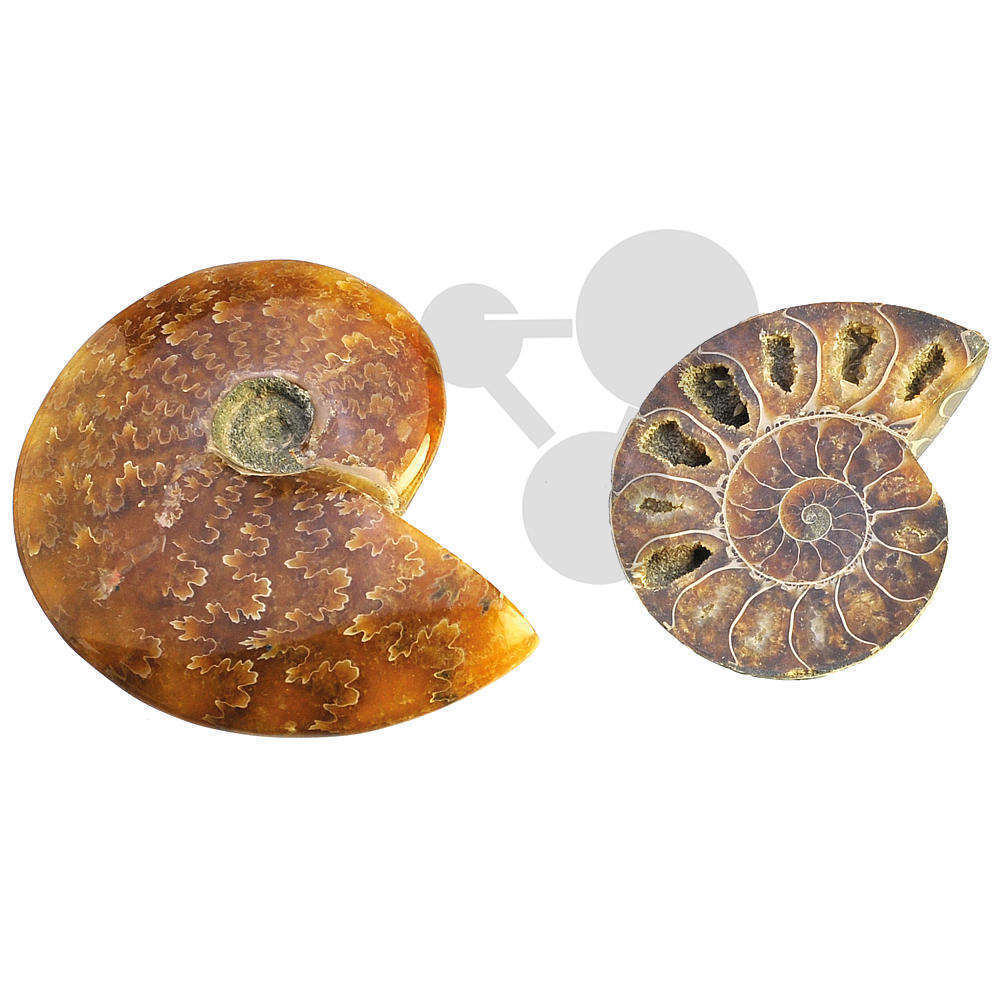 Ammonites de Madagascar