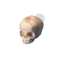 Crâne de fœtus Premium