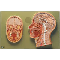 Coupe médiane et frontale de la tête