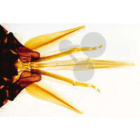 Prép. Micro. Araignée, abdomen avec poumon / Série Zoologie: préparations à  l'unité / SVT