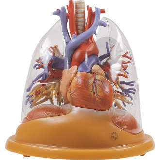 Modèle de table coeur-poumons
