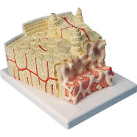 Modèle structure osseuse