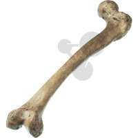 Fémur Homo Néanderthal