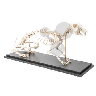 Squelette de lapin