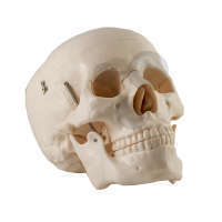 Squelette humain miniature Shorty 45 cm