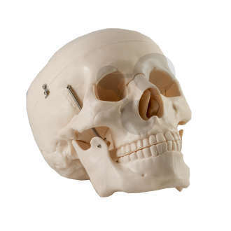Crâne humain Eco