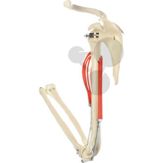 Fonction musculaire sur l'humerus