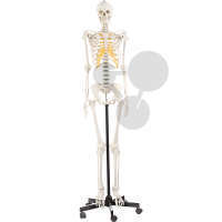 Squelette artificiel humain, femelle