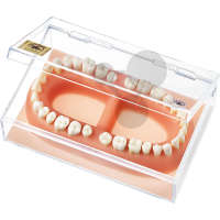 Modèle de dentition adulte Somso®