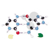 Les bases de l'ADN, Molymod®