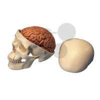 Crâne avec cerveau, en 8 parties Premium