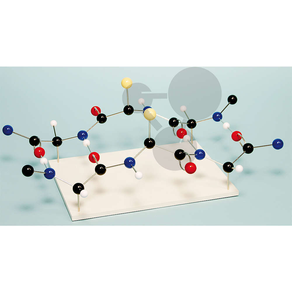 Modèles de molécules biologiques