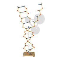 Modèle ADN-ARN