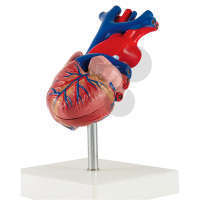 Cœur humain en 2 parties Eco