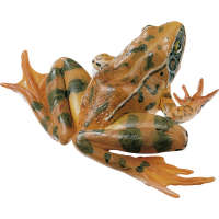 Grenouille agile