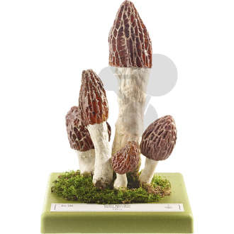 Morchella elata