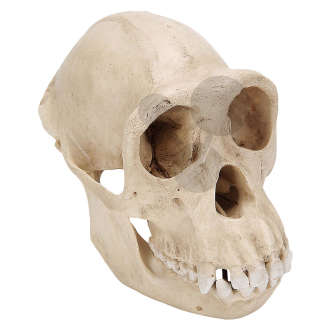 Crâne de chimpanzé Premium