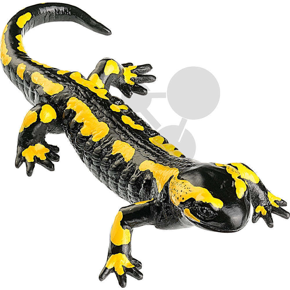 Salamandre tachetée, mâle