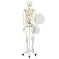 Squelette humain Premium