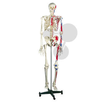 Squelette humain avec insertions musculaires Eco