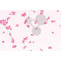 Prép. Micro. Escherichia coli, colibacilles
