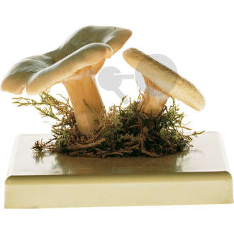 Lactarius deliciosus
