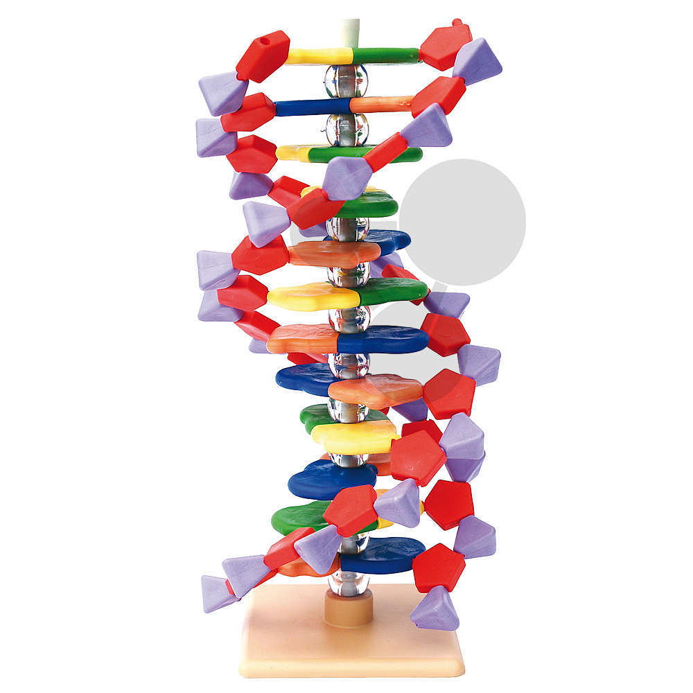 Analyse de l'ADN