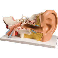 Oreille en 4 parties x3 Premium
