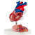 Cœur humain en 2 parties Premium 1