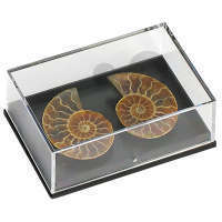 Ammonites Cleoniceras