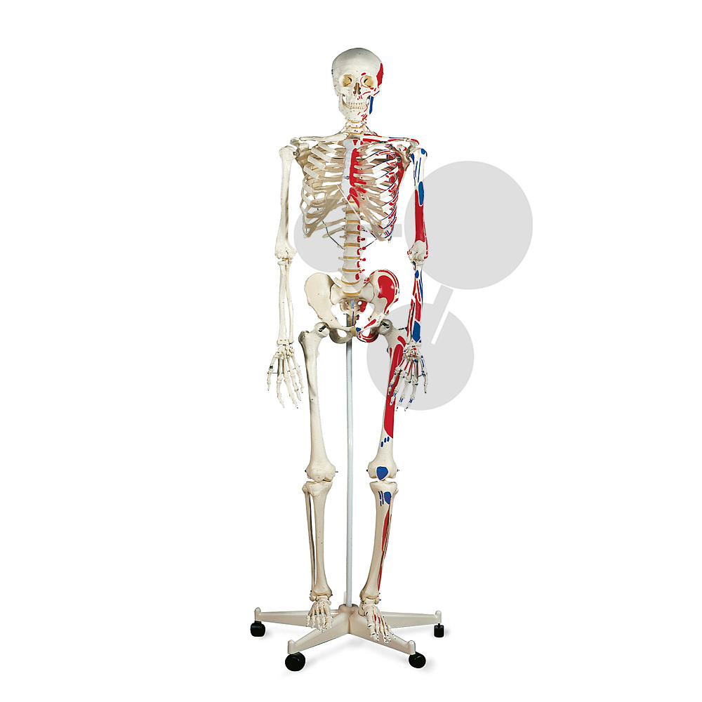 Squelette humain avec insertions musculaires Premium / Squelettes