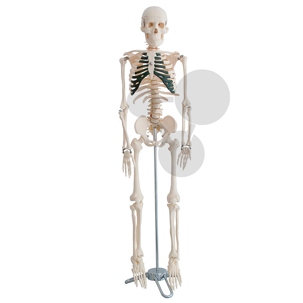 Squelette anatomique humain avec socle - 85 cm - Squelettes